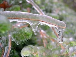 Pine Needle in Ice-Photo by Ron Jones